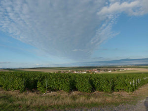 Bonnevie Bocard - Blanc de Noirs Premier Cru - VEROS VINI